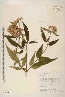 臺灣澤蘭藏品圖，第1張