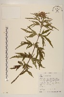 臺灣澤蘭藏品圖，第1張