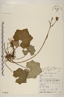 臺灣山菊藏品圖，第1張