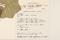 臺灣山菊藏品圖，第2張