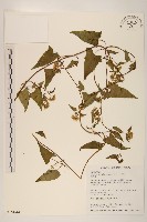 蔓澤蘭藏品圖，第1張