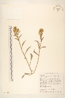 一枝黃花藏品圖，第1張