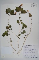 紫花鳳仙花藏品圖，第1張