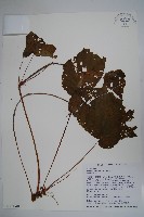 溪頭秋海棠藏品圖，第1張