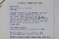 溪頭秋海棠藏品圖，第2張