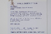 水鴨腳藏品圖，第2張