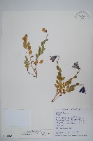 玉山沙參藏品圖，第1張