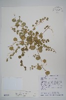 普刺特草藏品圖，第1張