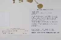 普刺特草藏品圖，第2張