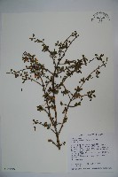 川上氏忍冬藏品圖，第1張