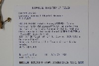 川上氏忍冬藏品圖，第2張