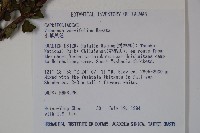 小葉莢迷藏品圖，第2張