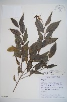 玉山糯米樹、狹葉糯米樹藏品圖，第1張