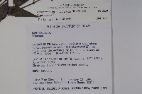 玉山糯米樹、狹葉糯米樹藏品圖，第2張