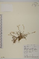 玉山卷耳藏品圖，第1張