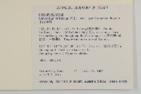 玉山卷耳藏品圖，第2張