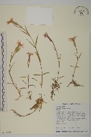 玉山石竹藏品圖，第1張