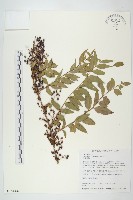 臺灣馬桑藏品圖，第1張