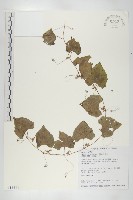 黑果馬交兒藏品圖，第1張