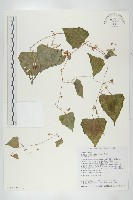 黑果馬交兒藏品圖，第1張