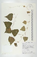 黑果馬交兒藏品圖，第3張