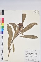 臺灣杜鵑藏品圖，第1張