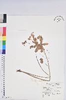 三年桐、光桐藏品圖，第2張