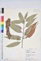 刺栲、鉤栗、火燒柯藏品圖，第1張