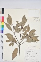 青剛櫟、鐵椆藏品圖，第1張