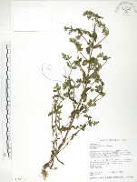 大籽當藥、巒大當藥藏品圖，第1張