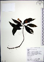 角桐草、台灣半蒴苣苔藏品圖，第1張