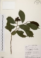 秀柱花藏品圖，第1張