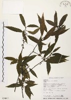 山胡椒藏品圖，第1張