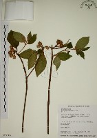 野牡丹藏品圖，第1張