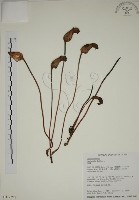 野菰藏品圖，第1張