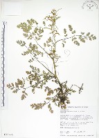 彎果黃菫藏品圖，第1張