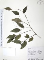 風藤藏品圖，第1張