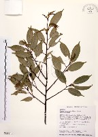 墨點櫻桃、黑星櫻藏品圖，第1張