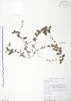 玉山水苦賈藏品圖，第1張