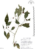 龍珠藏品圖，第1張