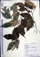 紅皮、葉下白、赤仔尾藏品圖，第1張