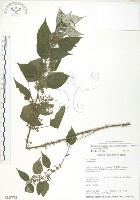 青苧麻藏品圖，第1張