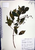 山埔姜藏品圖，第1張