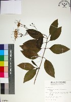 苦林盤藏品圖，第1張