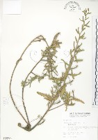 裂葉月見草藏品圖，第1張