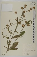 地膽草、毛蓮菜藏品圖，第1張