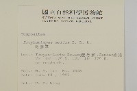 地膽草、毛蓮菜藏品圖，第2張