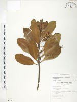 水筆仔藏品圖，第1張