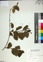 苦林盤藏品圖，第1張