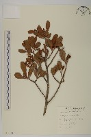 欖李藏品圖，第1張